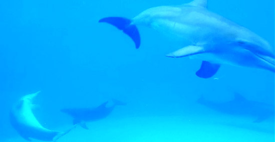 Dolphin interaction video still from footage shown to participants during her study